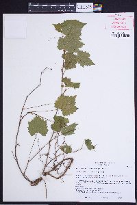 Muscadinia rotundifolia image