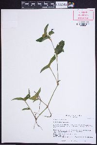 Commelina communis image