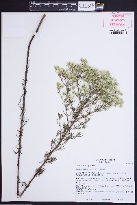 Eupatorium hyssopifolium image