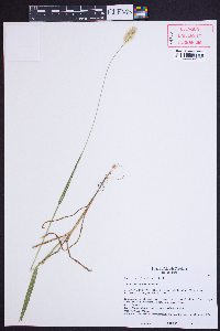 Setaria pumila image