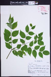 Aralia spinosa image