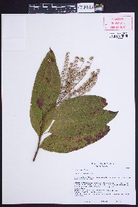 Oxydendrum arboreum image