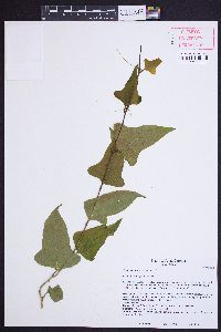 Smilax bona-nox image