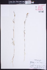 Clarkia purpurea image