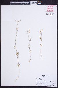 Clarkia modesta image