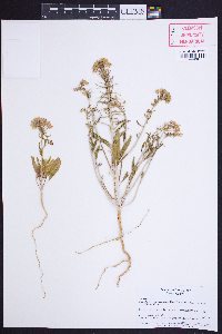 Eremothera boothii var. decorticans image