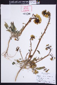 Chylismia claviformis var. lancifolia image