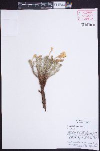 Calylophus lavandulifolius image