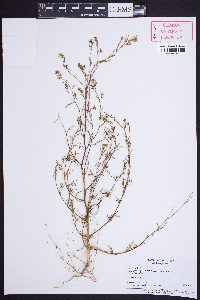 Gayophytum diffusum image