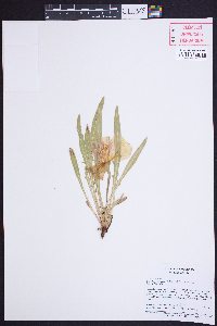 Oenothera howardii image