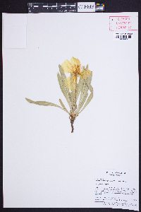 Oenothera howardii image