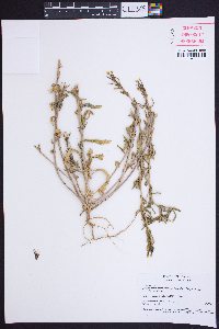 Camissonia intermedia image