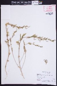 Camissonia intermedia image