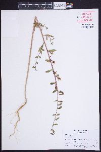 Clarkia unguiculata image