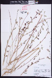 Clarkia unguiculata image