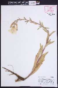 Oenothera elata image