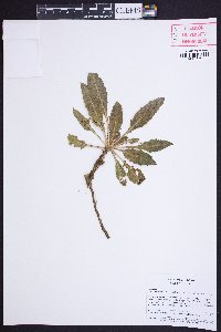 Oenothera cespitosa subsp. macroglottis image