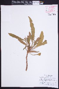 Oenothera cespitosa image