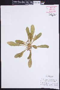 Oenothera cespitosa image