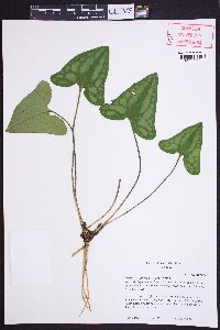 Hexastylis arifolia image