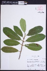 Photinia serratifolia image