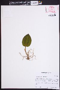 Tipularia discolor image