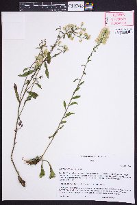 Solidago bicolor image