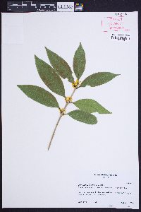 Osmanthus fragrans image