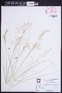 Calamagrostis howellii image
