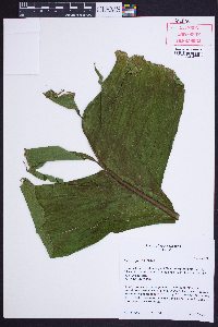Musa basjoo image