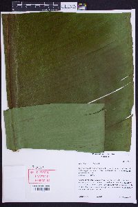 Musa basjoo image