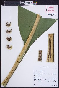 Media resource of Musa basjoo