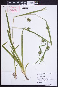Carex folliculata image