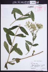 Eupatorium fernaldii image