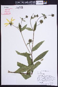 Silphium dentatum image