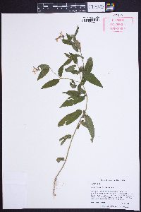 Stachys latidens image