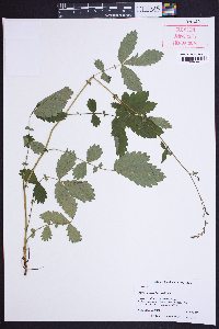 Agrimonia rostellata image