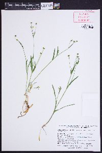 Krigia cespitosa image
