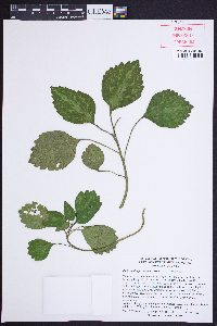Pachysandra procumbens image