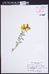 Oenothera drummondii image