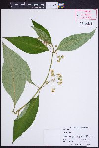 Asclepias exaltata image