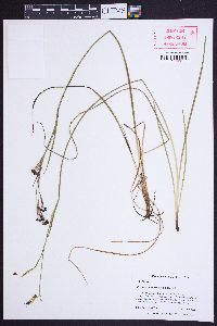 Sisyrinchium atlanticum image