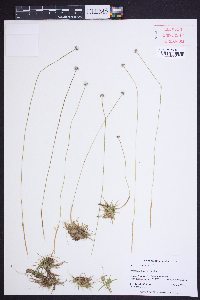 Eriocaulon texense image