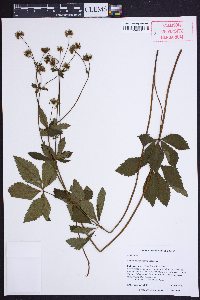 Sanicula marilandica image