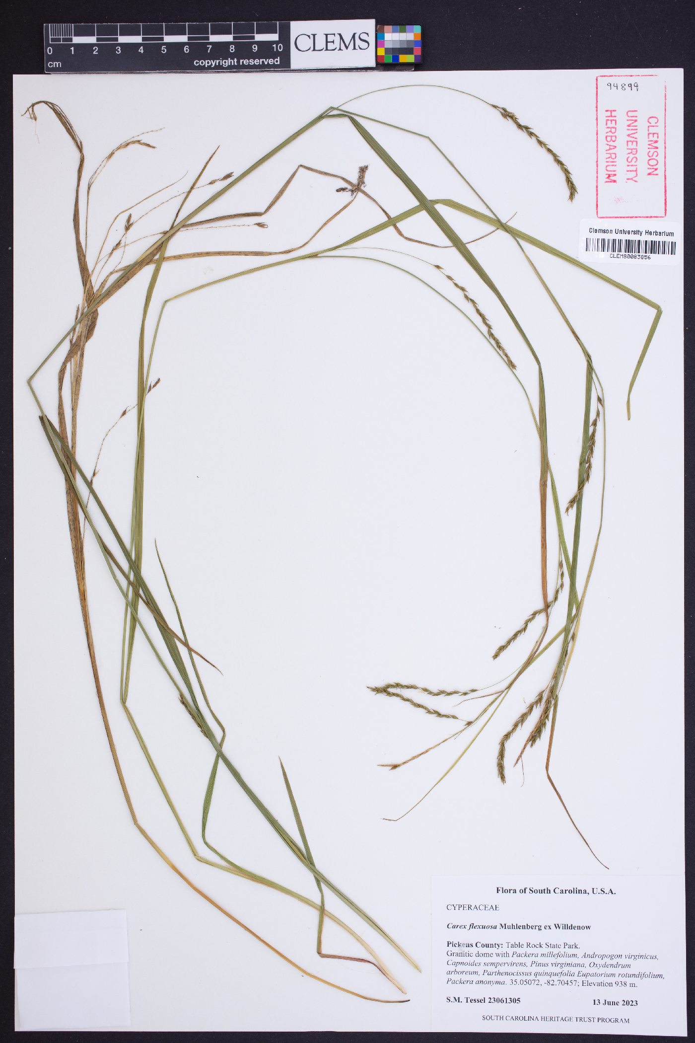 Carex flexuosa image