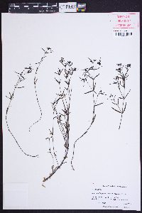 Houstonia longifolia image