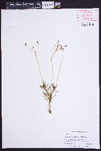 Phemeranthus teretifolius image