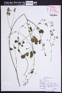 Thalictrum amphibolum image
