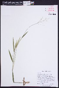 Dichanthelium villosissimum image