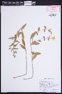 Oenothera fruticosa var. fruticosa image
